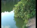 A Look Around Bradshaw Hall Fisheries.Bolton,Lancashire 1/2