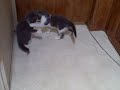 THE ORIGINAL Kittens discover the crack under the door THE ORIGINAL Kittens discover the crack under the door
