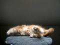 Allevamento Hollycoon - Maine Coon Cats