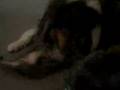 videos de Kitten playing with dogs