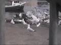 Seagulls-are-Kleptom
