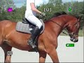 Winston dressyr h�st till salu