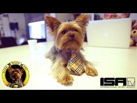 Alfie The Office Dog : Episode 3