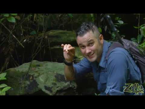 YouTube reptile video