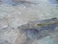 Trout Run Steelhead