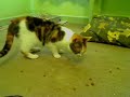 The Love Cats.