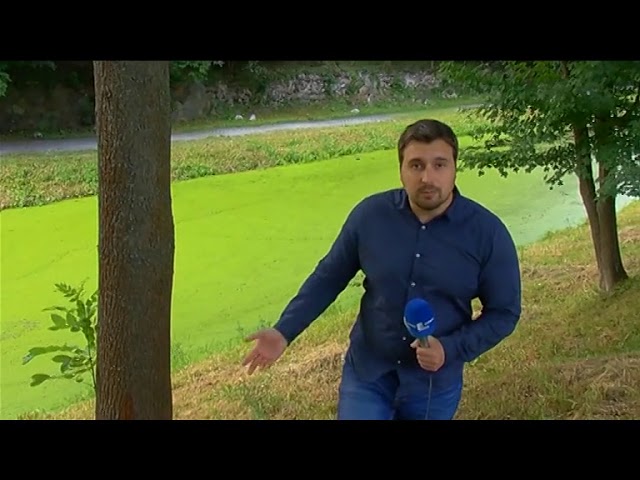 Утки на дорогах Утки на дорогах