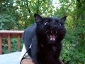 my cat,skinny,doesnt like her new leash