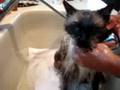 Rags, a 19-year old Ragdoll, getting a bath - Video 7