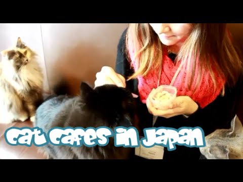 CAT CAFES in Japan! 猫カフェに行ってみました♥