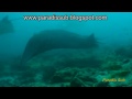Mantas a Maldivas Mantas a Maldivas