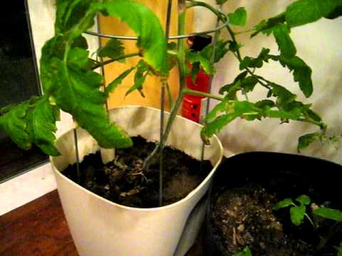 how to grow 6 ft tall
