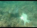 Ningaloo Reef Logger Head Turtle
