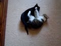 kittens-playing-and-fighting.html