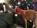 merry hump hump xmas