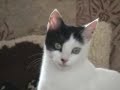 Tuppy the Amazing Talking Cat Tuppy the Amazing Talking Cat