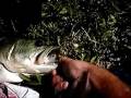 videos de Bass Fishing: Fisherman Gets Giddy Catching & Releasing a Big Bass !