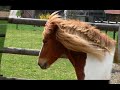Skadi - zu spät... Skadi - zu spät...
