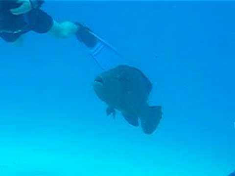 Grouper or Maori Wrasse