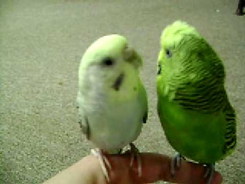 My Birds Parakeets Chirping Singing Kissing