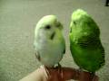 My Birds Parakeets Chirping Singing Kissing