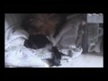 puppy chow.wmv