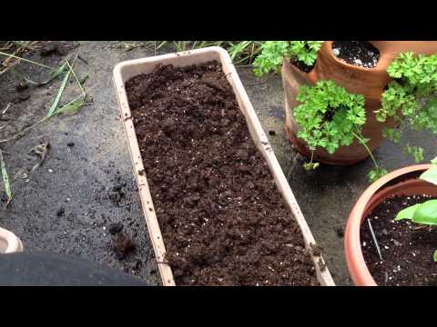 how to harvest lettuce so it keeps growing