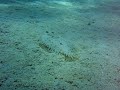 Gimme a name for this fish! (Carpetfish?)