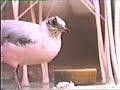 rescate de un charrancito