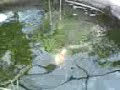 koi Spawning