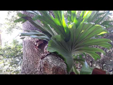 how to care for pteris fern