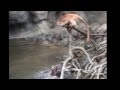 https://www.youtube.com/watch?v=2_ss1NqzjxI