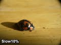 カメノコテントウの起き上がり運動 Ladybug Flip-flopping