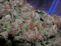 Buds buds & more buds