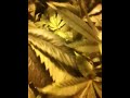Half way through flower....