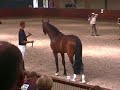 Vigaro KWPN goedgekeurd 2007 verrichtingsonderzoek