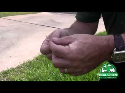 how to repair yellow grass