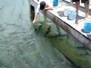Feeding Tarpon Feeding Tarpon