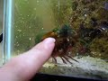 Mantis shrimp handstand
