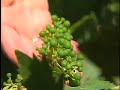 Ravenswood Wines