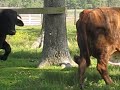 cattle-grazing.html
