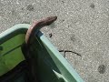 Columbian Rainbow Boa Part 1 Columbian Rainbow Boa Part 1
