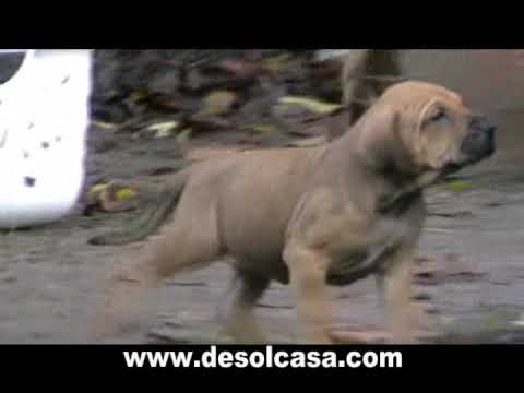 fila brasileiro