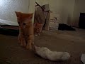 Kitten Scare Kitten Scare