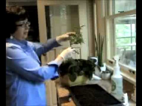 how to transplant coleus