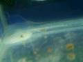 Guppy giving birth 2