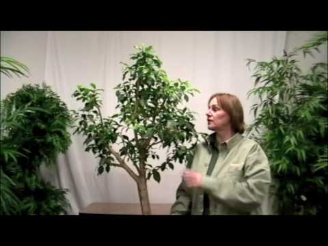 how to care for a ficus tree
