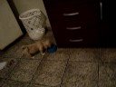 Bul�zinho de mam�e!