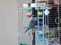 Bud singing Bud singing