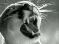 Da� Aslan� ve Lasy belgeseli video.